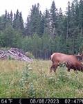 A trail camera photo of The Clone.